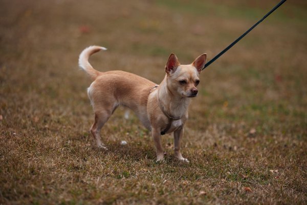 Verenigingpaardenmelkers