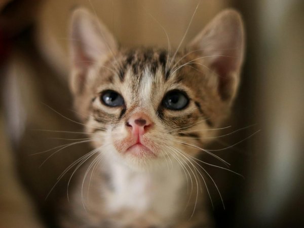 Wat zijn de voordelen van het voeren van vers, zelfgemaakt voedsel aan huisdieren?