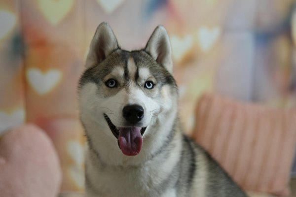 Hoe kun je een hond voorbereiden op een nieuwe baby in huis?